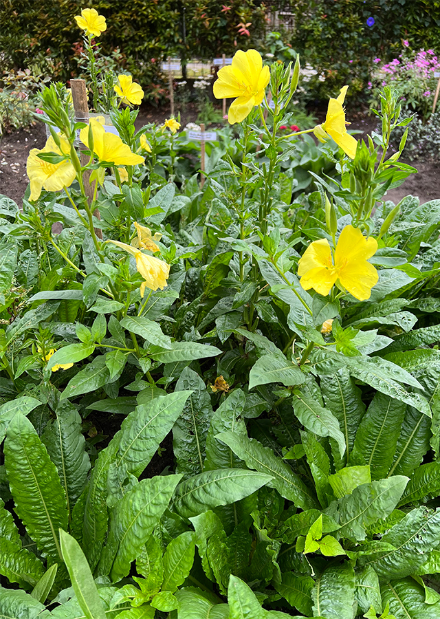 Ramuan Bunga Evening Primrose