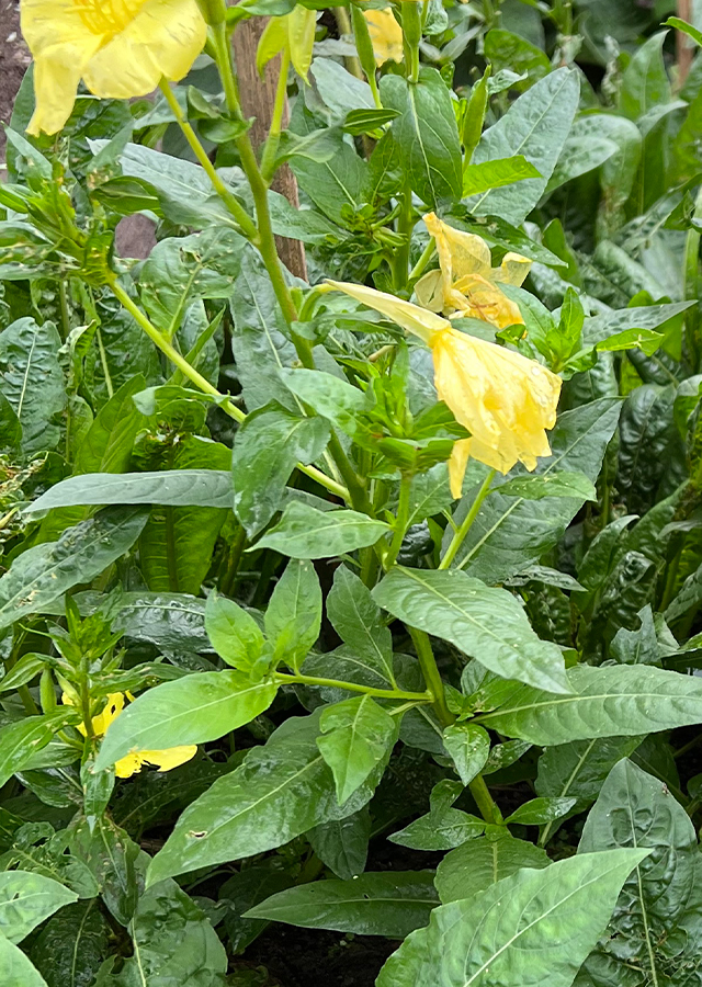 Kandungan Bunga Evening Primrose