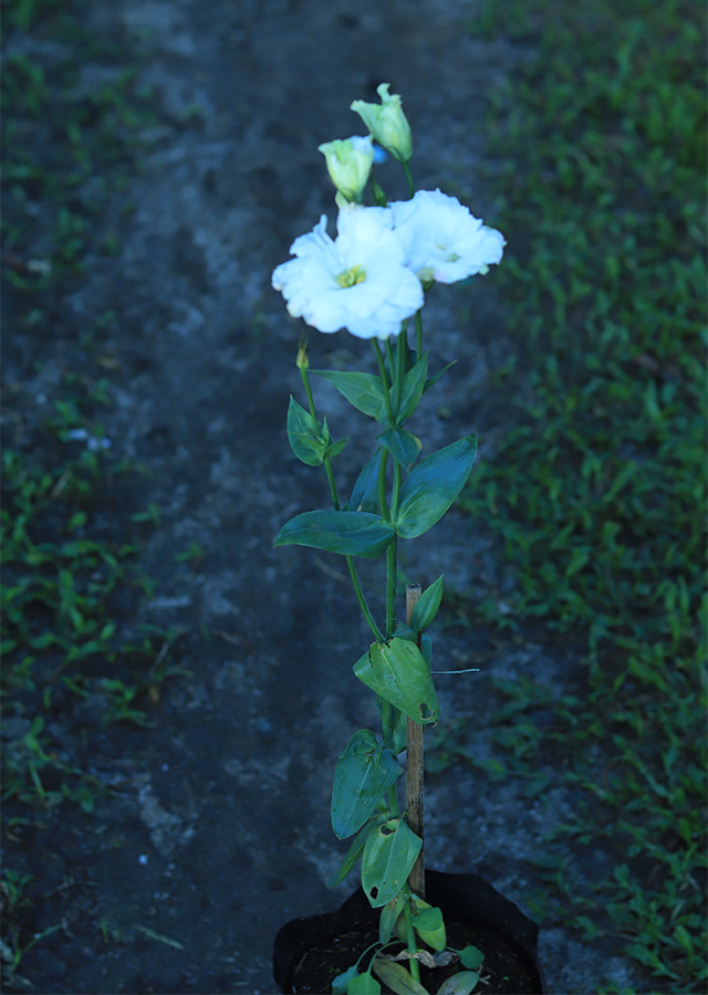 Kandungan Bunga Lisianthus