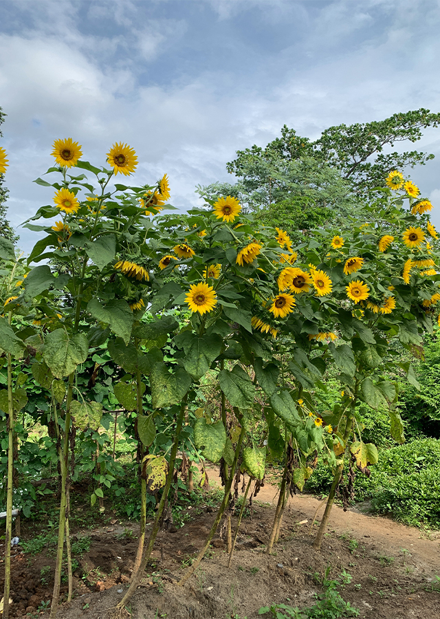 Kandungan Bunga Matahari