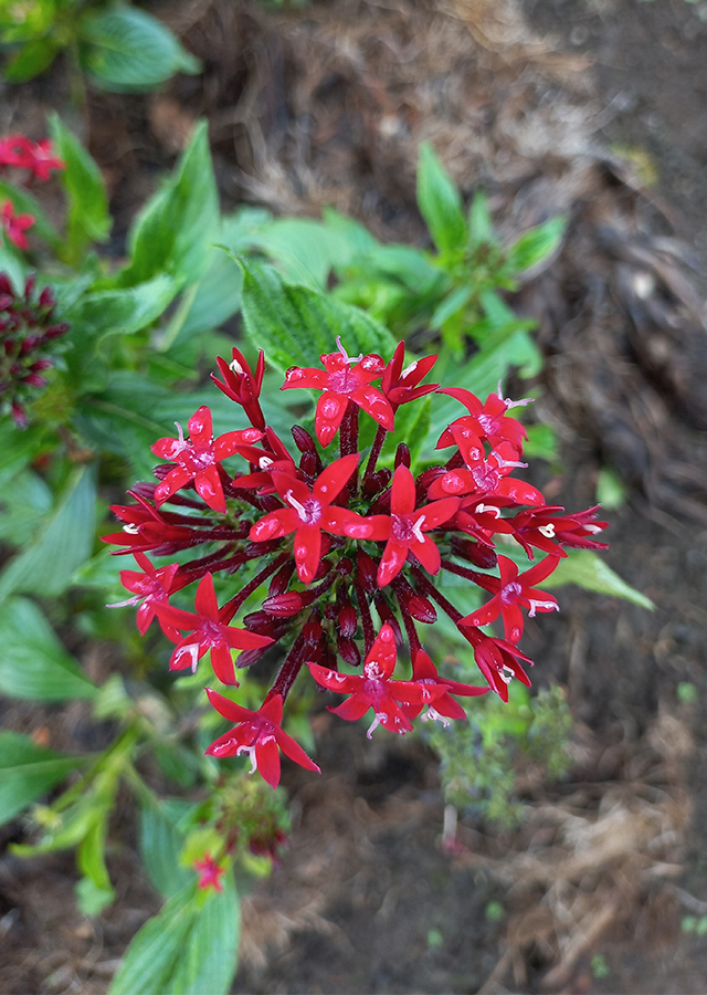 Ramuan Bunga Pentas