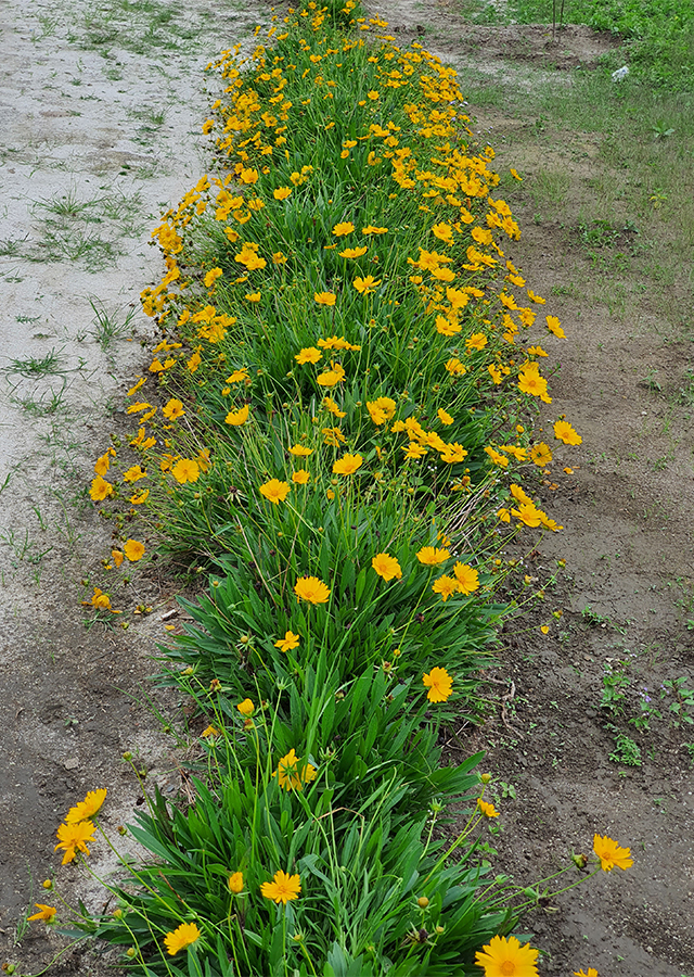 Kandungan Bunga Renda Kuning