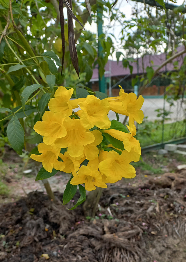 Ramuan Bunga Terompet Kuning