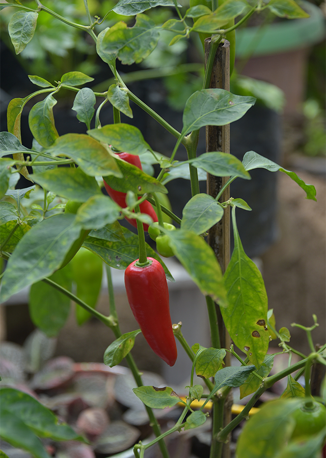 Kandungan Cabe