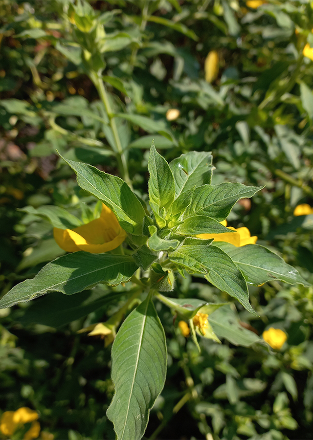 Ramuan Cacabean