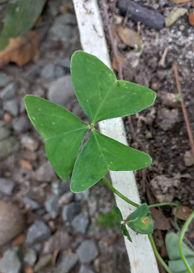 Kandungan Calincing Daun Kupu Kupu