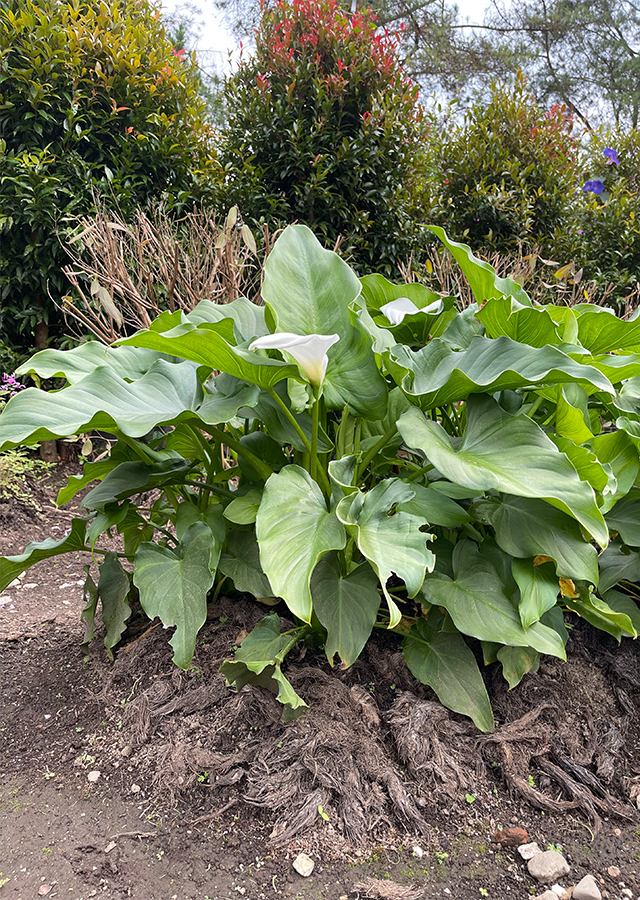 Kandungan Calla Lily