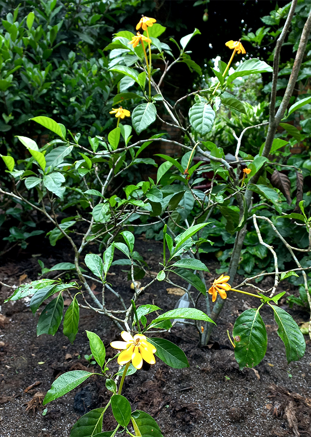 Ramuan Cempaka Hutan