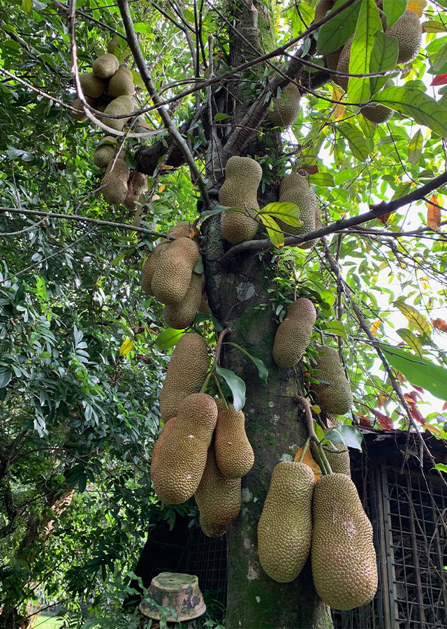 Kandungan Cempedak