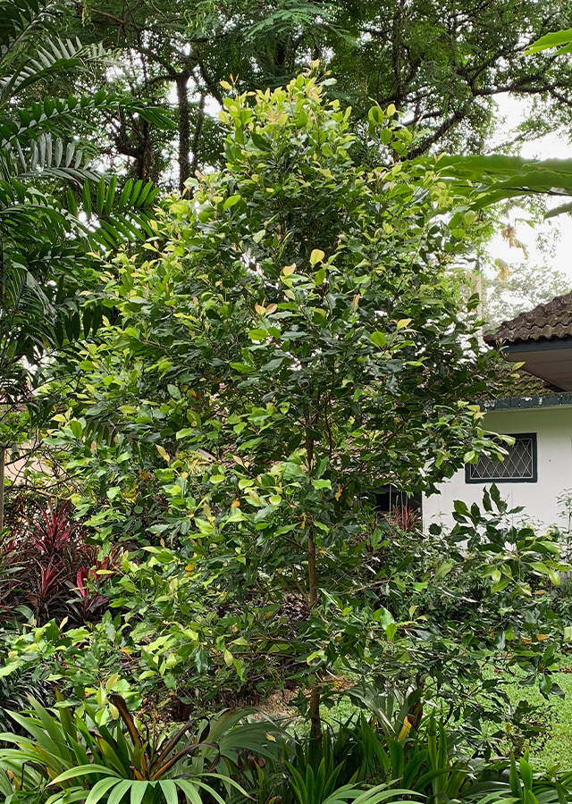 Ramuan Cengkeh