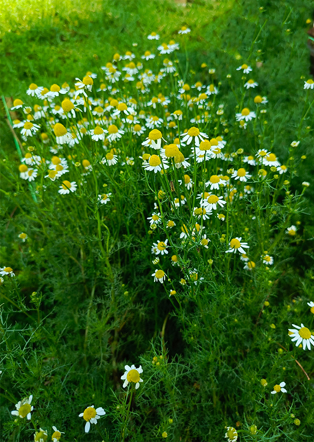 Kandungan Chamomile