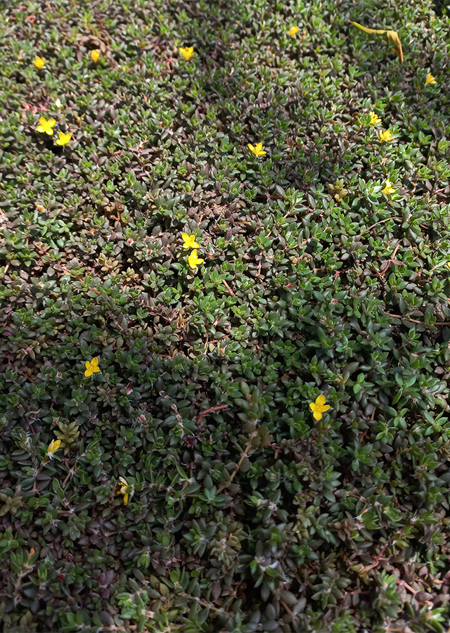 Ramuan Chickenweed