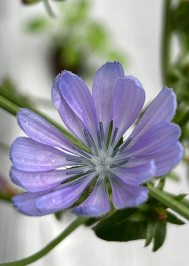Ramuan Chicory