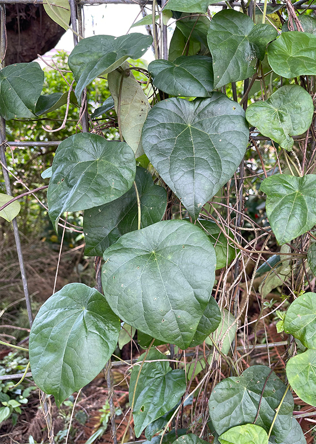 Kandungan Cincau Hijau Rambat