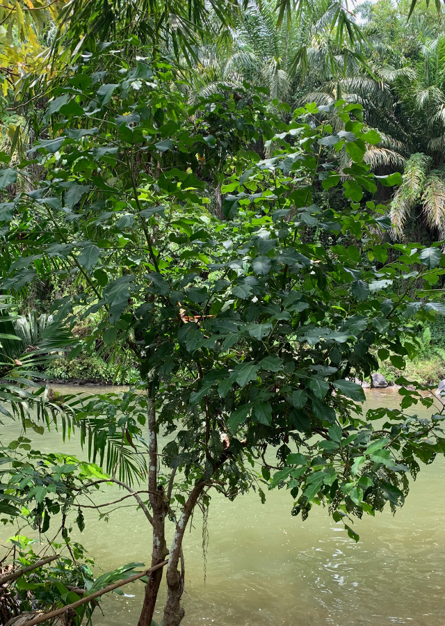 Kandungan Cingkam