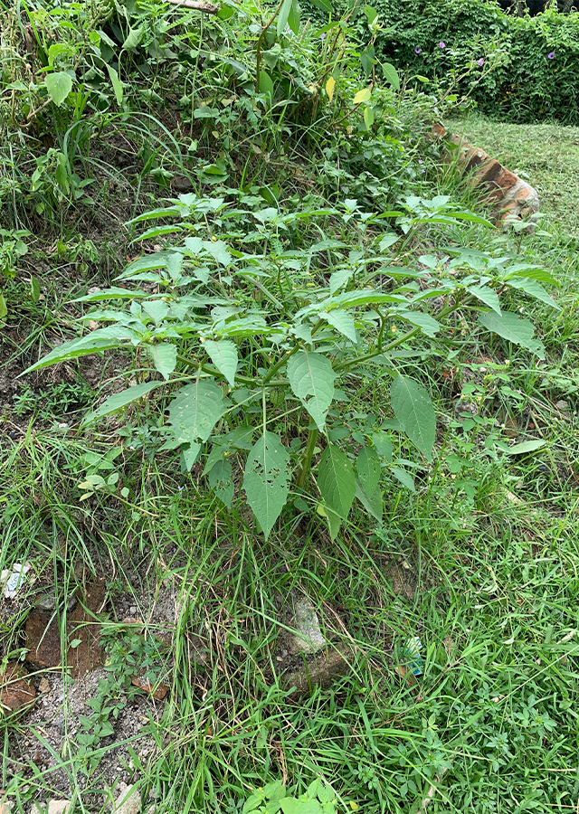 Ramuan Ciplukan
