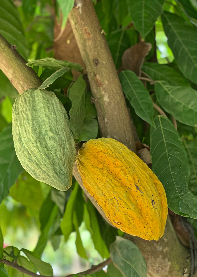 Kandungan Cokelat