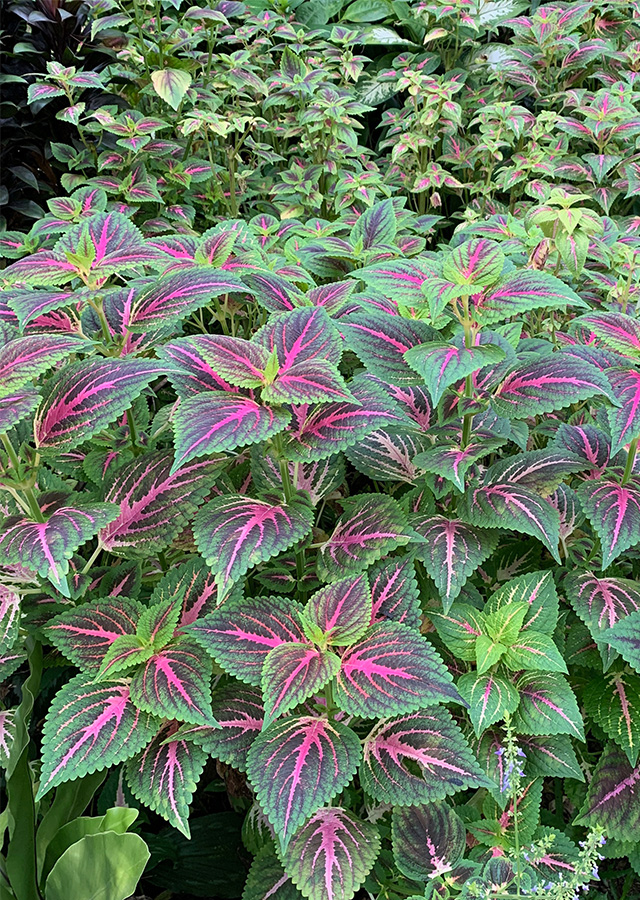 Ramuan Coleus (Miana)