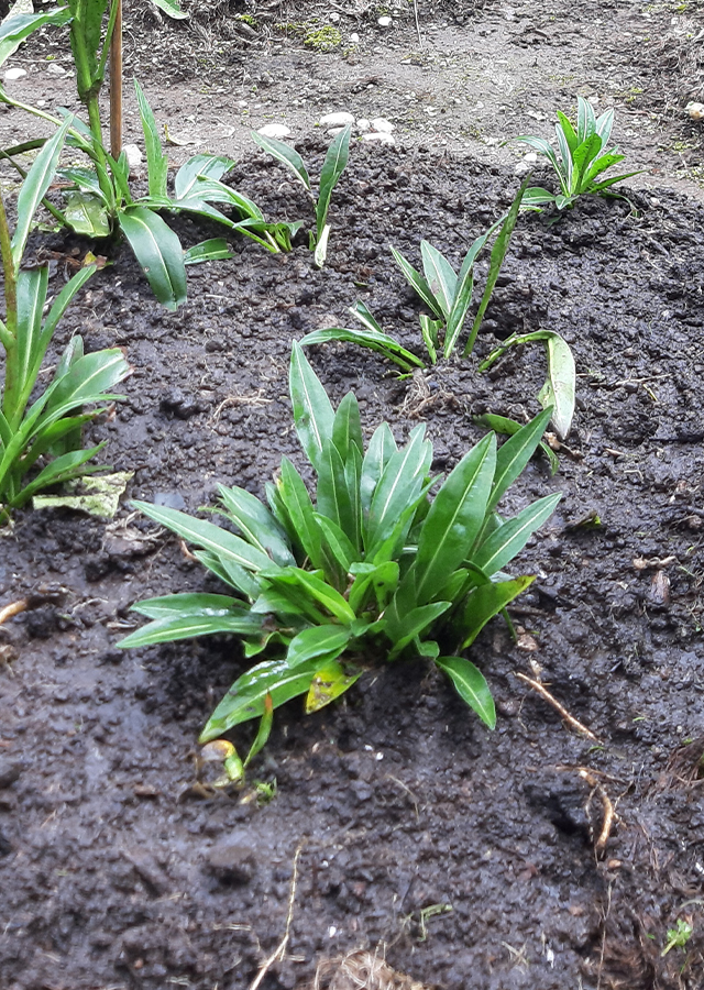 Kandungan Cornflower