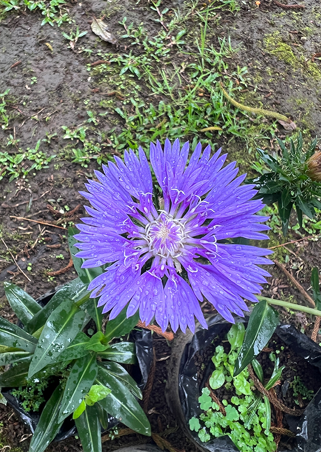 Ramuan Cornflower