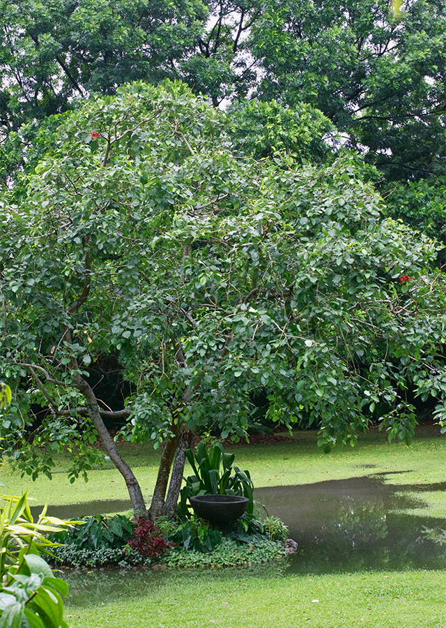 Ramuan Dadap Serep