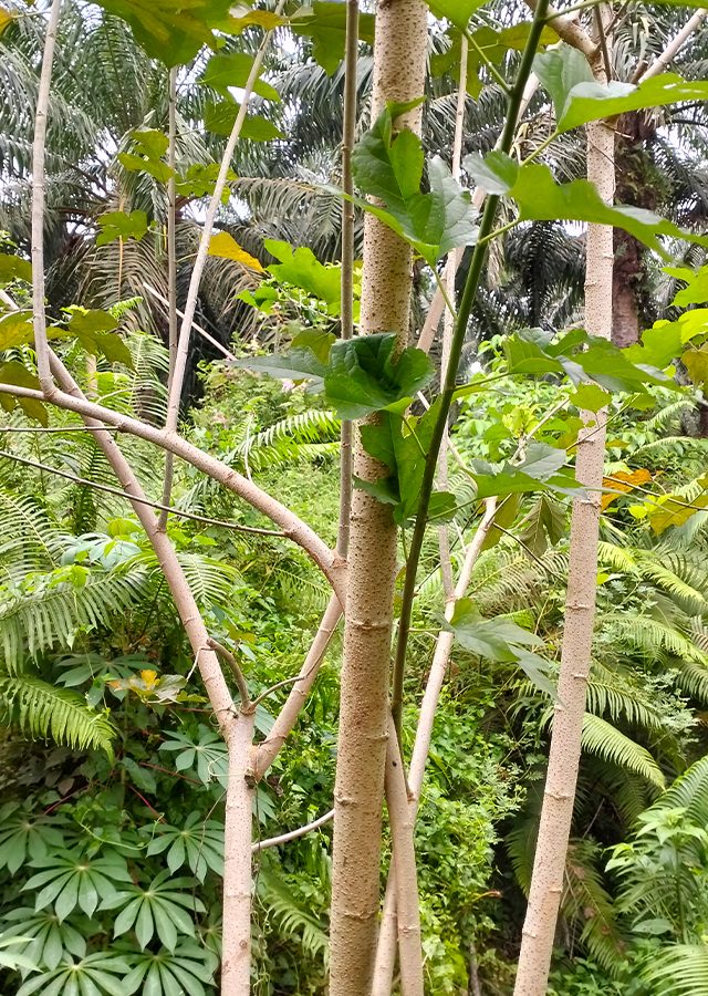 Ramuan Daluang