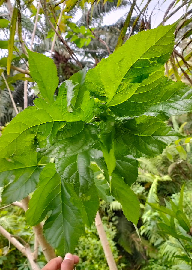 Ramuan Daluang
