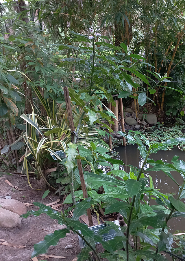 Kandungan Daruju Bunga Kecil Ungu
