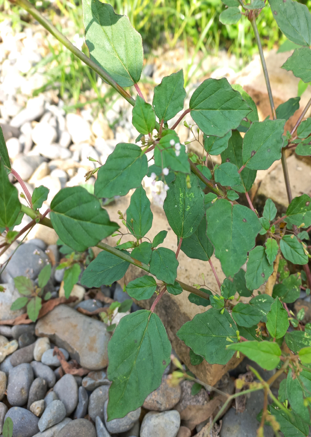 Ramuan Daun Cakaran Putih