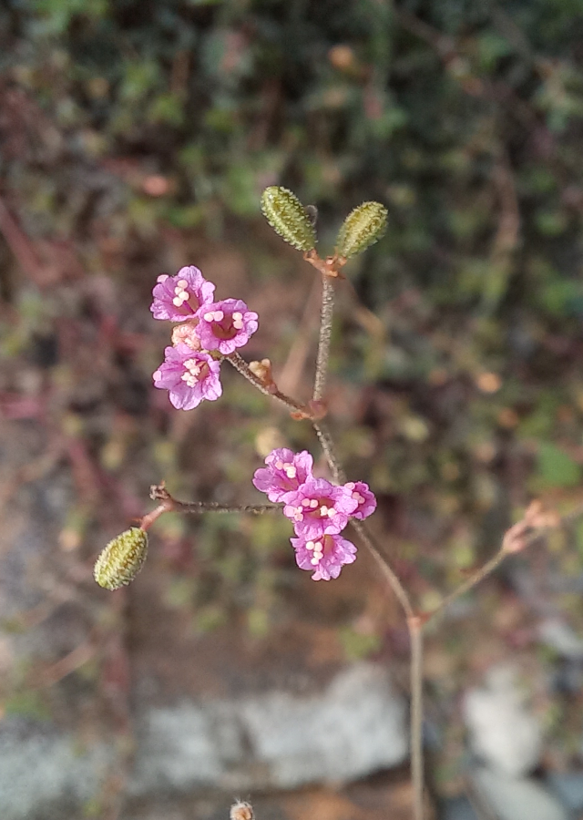 Kandungan Daun Cakaran Putih