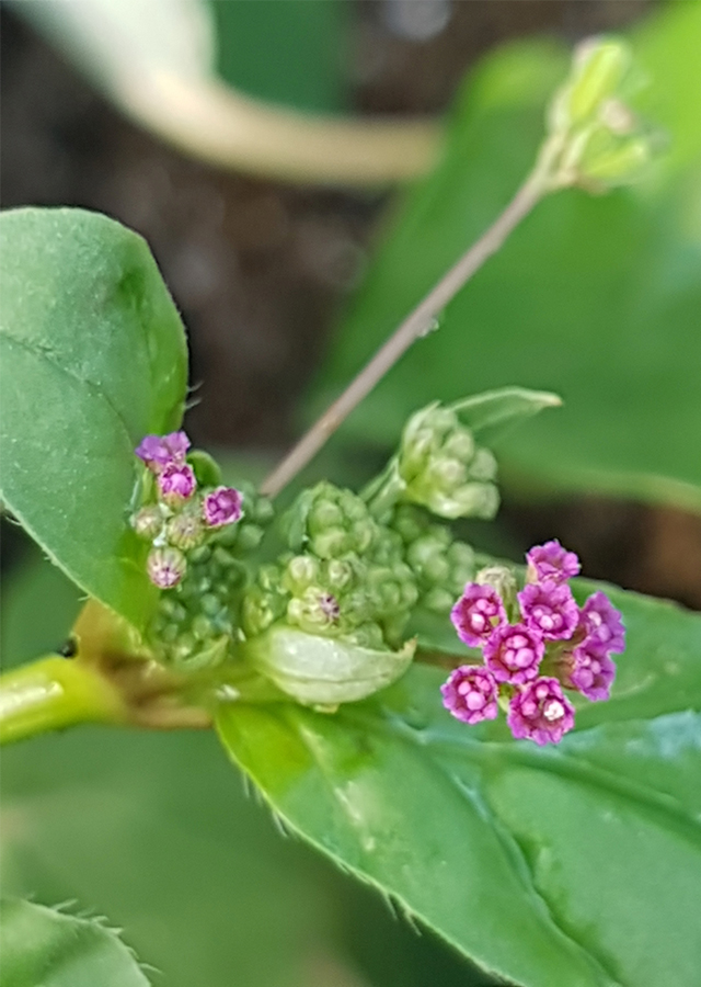 Kandungan Daun Cakaran