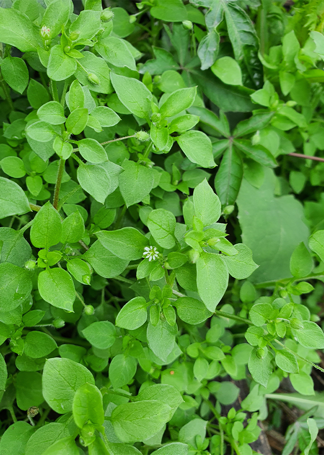 Ramuan Daun Chickweed
