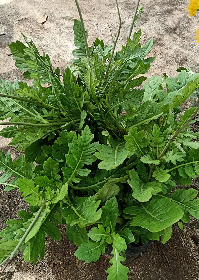 Penyebaran Daun Dewa