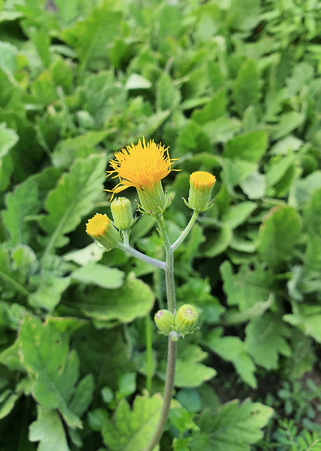 Ramuan Daun Dewa