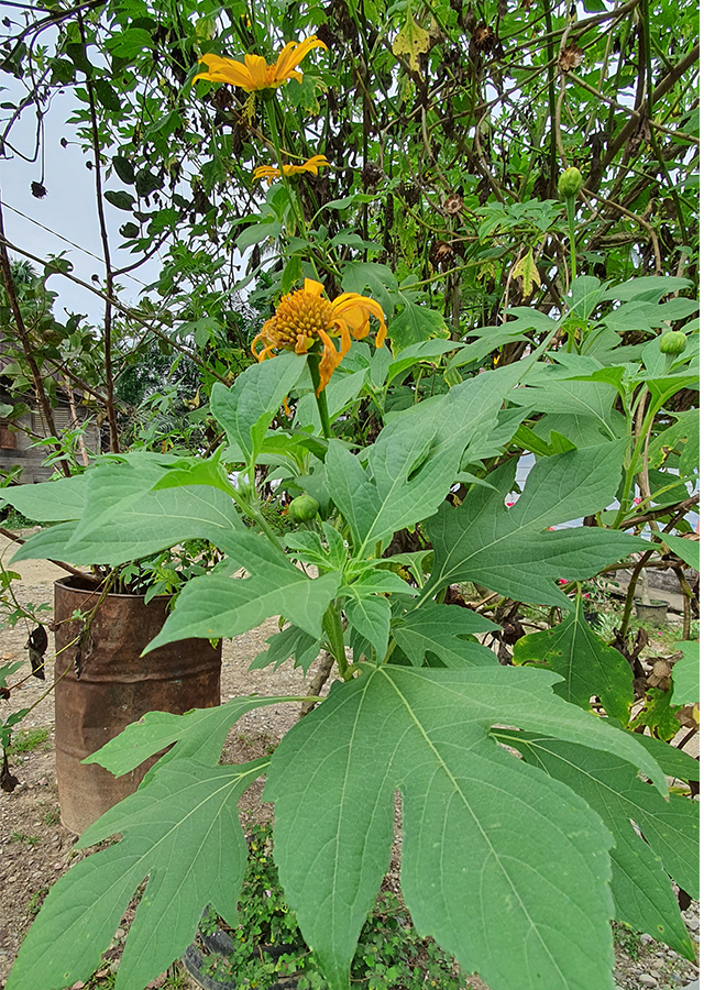 Kandungan Daun Insulin