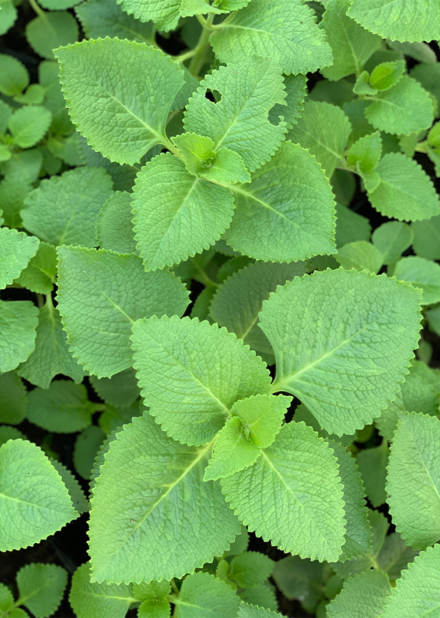 Kandungan Daun Jintan
