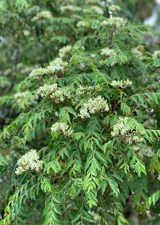 Kandungan Daun Kari