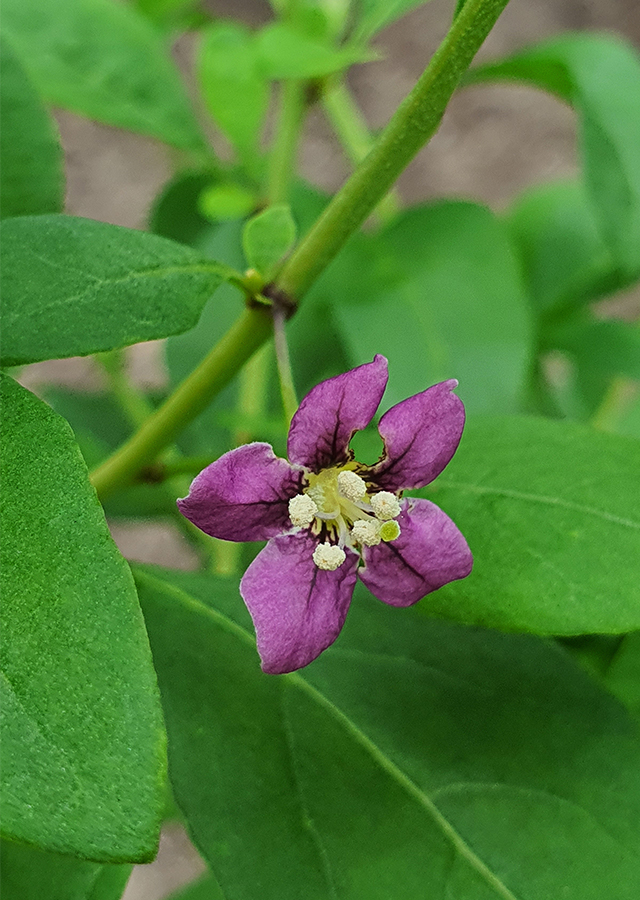 Ramuan Daun Kauki