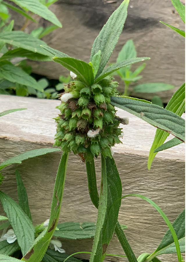 Kandungan Daun Lenglengan
