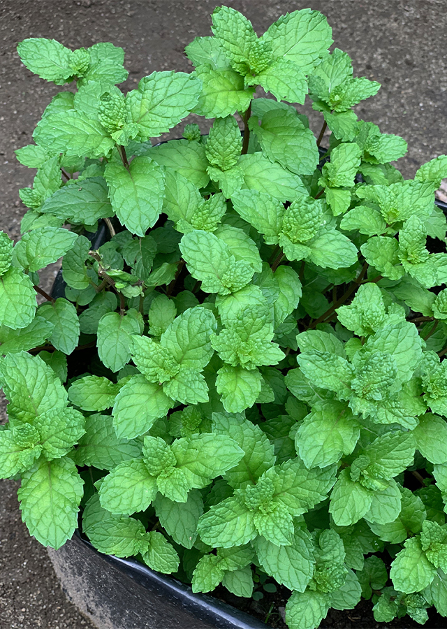Ramuan Daun Mint