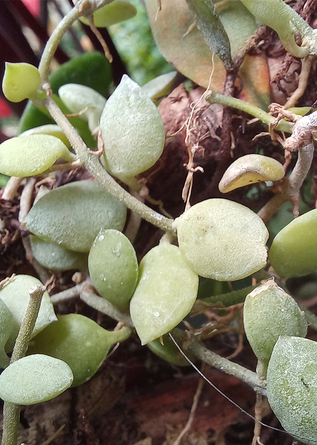 Kandungan Daun Pitis Kecil
