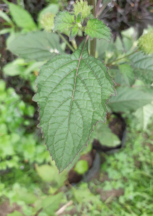 Kandungan Daun Pusar