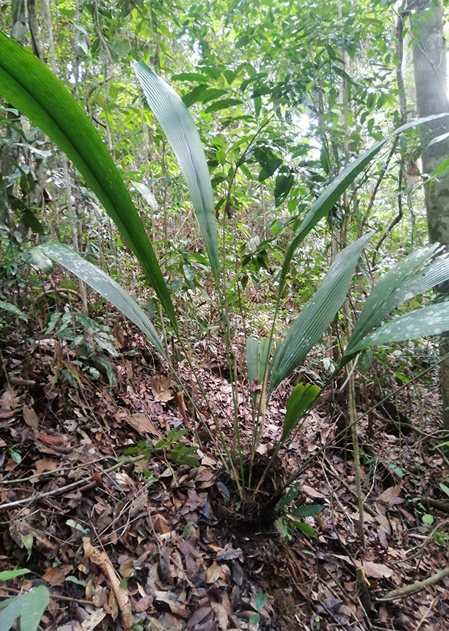 Kandungan Daun Sang