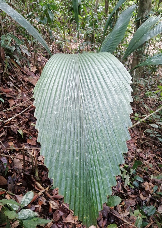 Kandungan Daun Sang