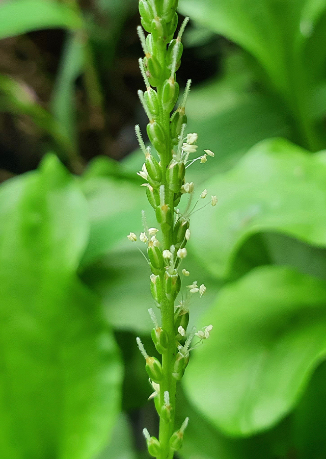Ramuan Daun Sendok