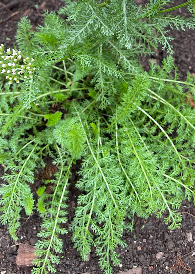 Kandungan Daun Seribu