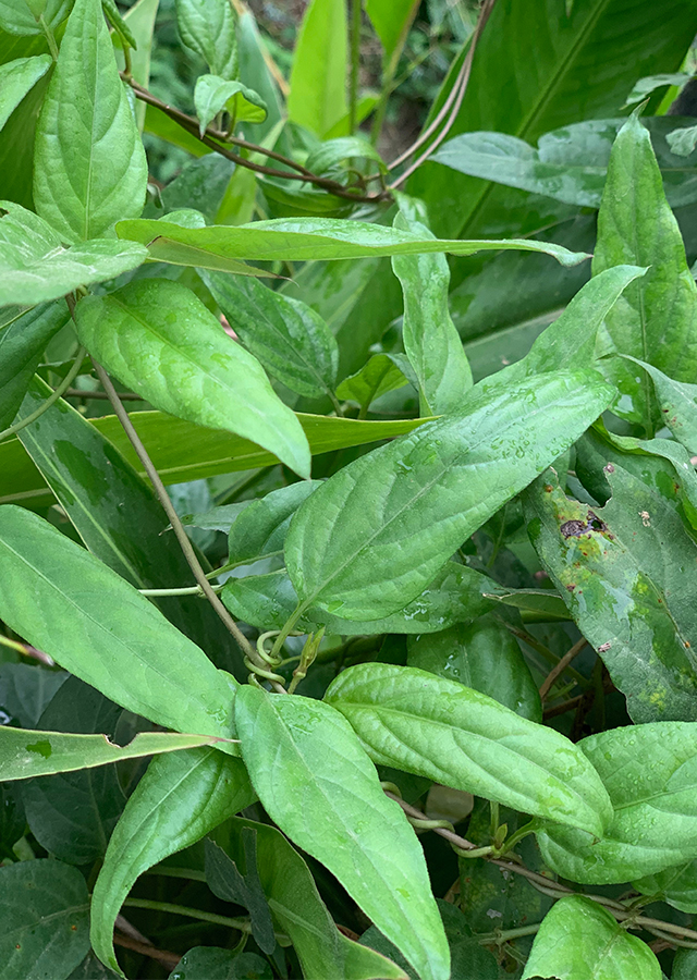 Kandungan Daun Simbuan