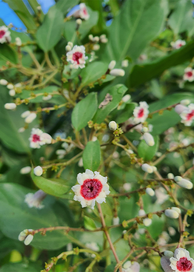 Ramuan Daun Simbuan