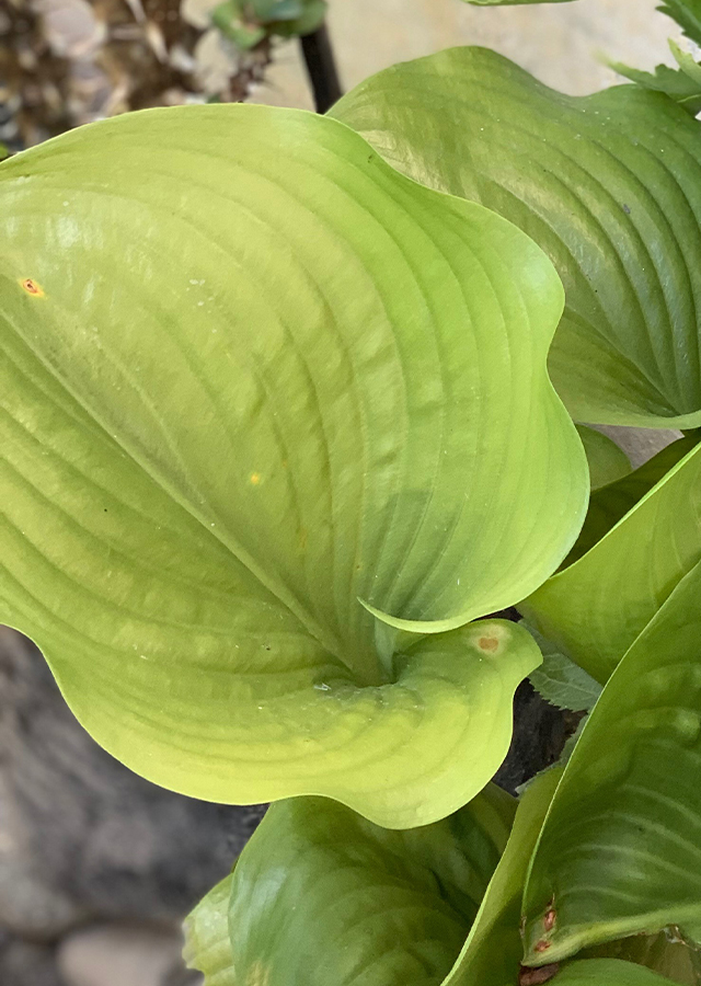 Kandungan Daun Tepung Tawar