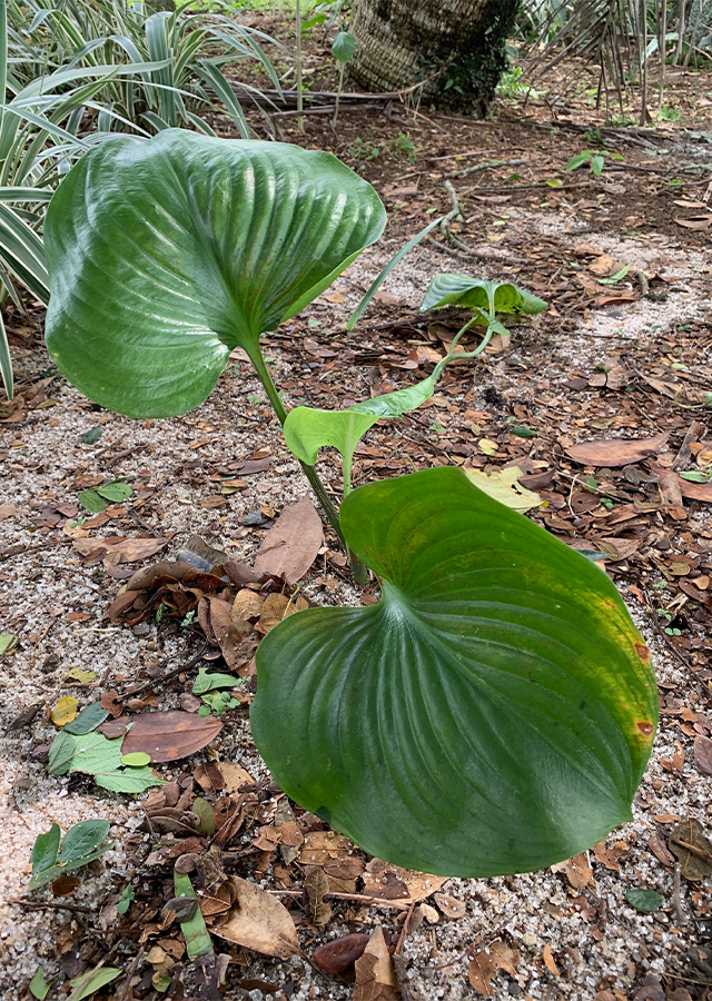 Ramuan Daun Tepung Tawar